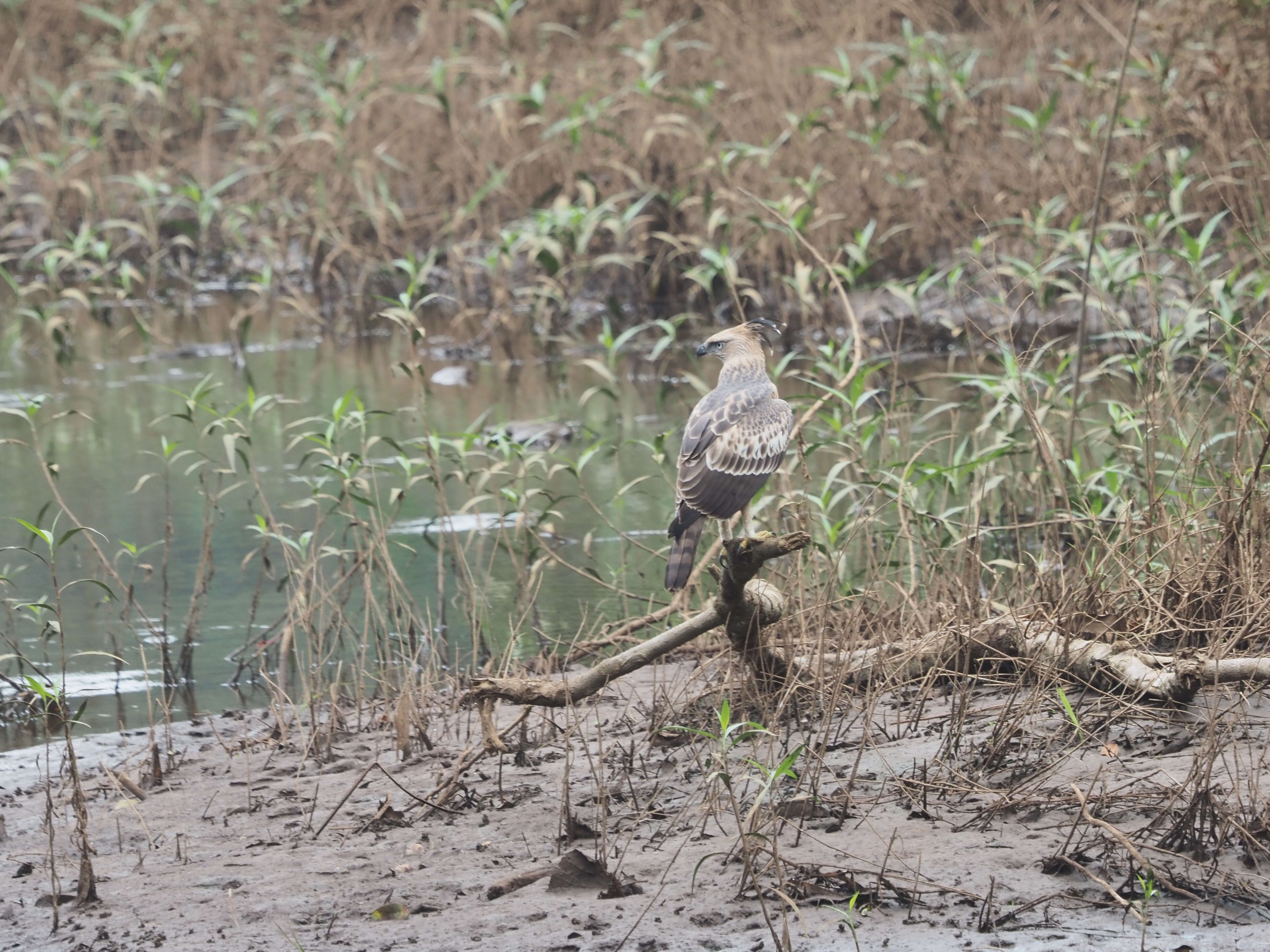 Nisaetus cirrhatus (Gmelin & JF 1788) resmi