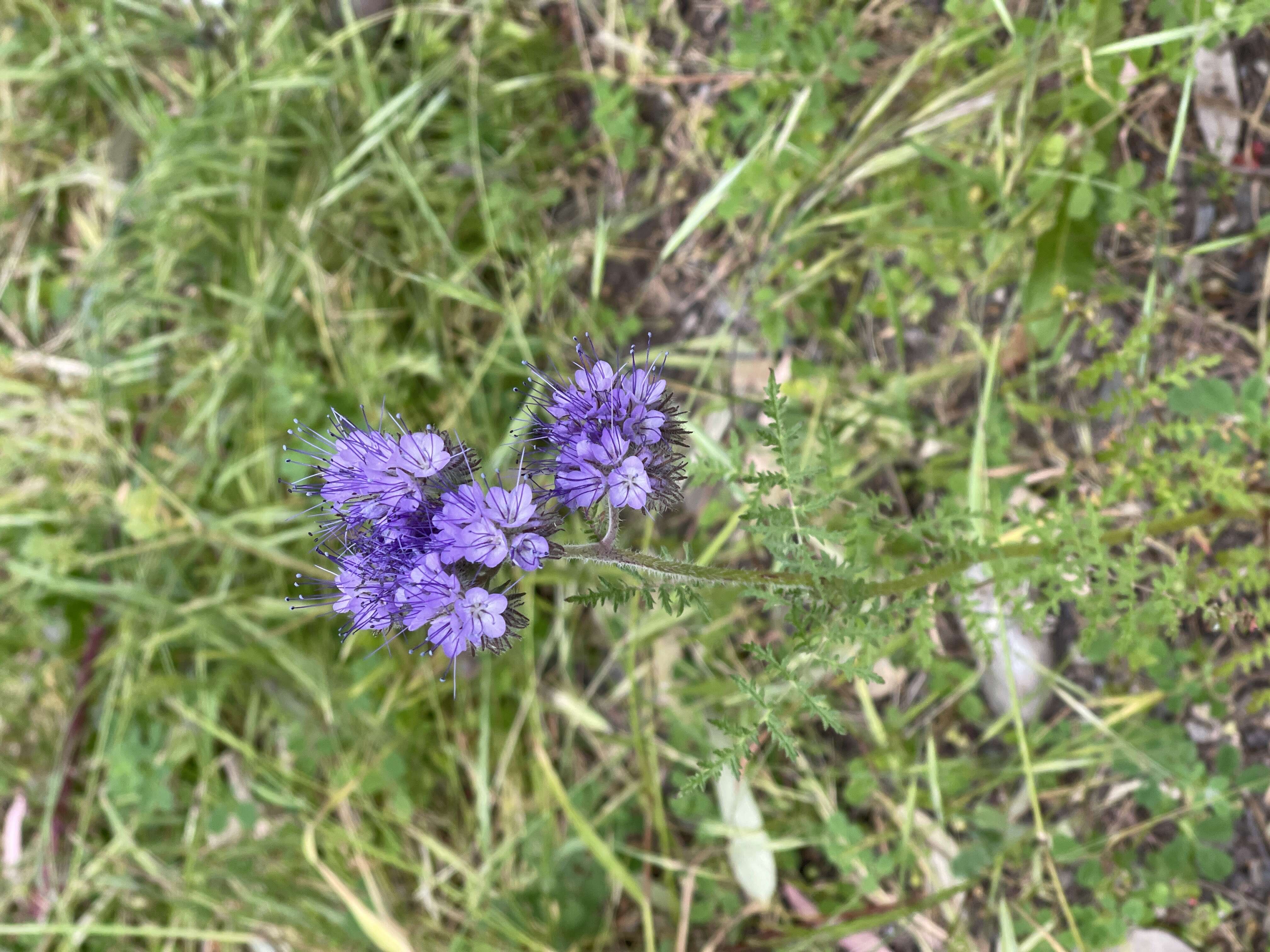 菊蒿叶沙铃花的圖片