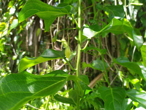 Sivun Adenia heterophylla (Bl.) Koord. kuva