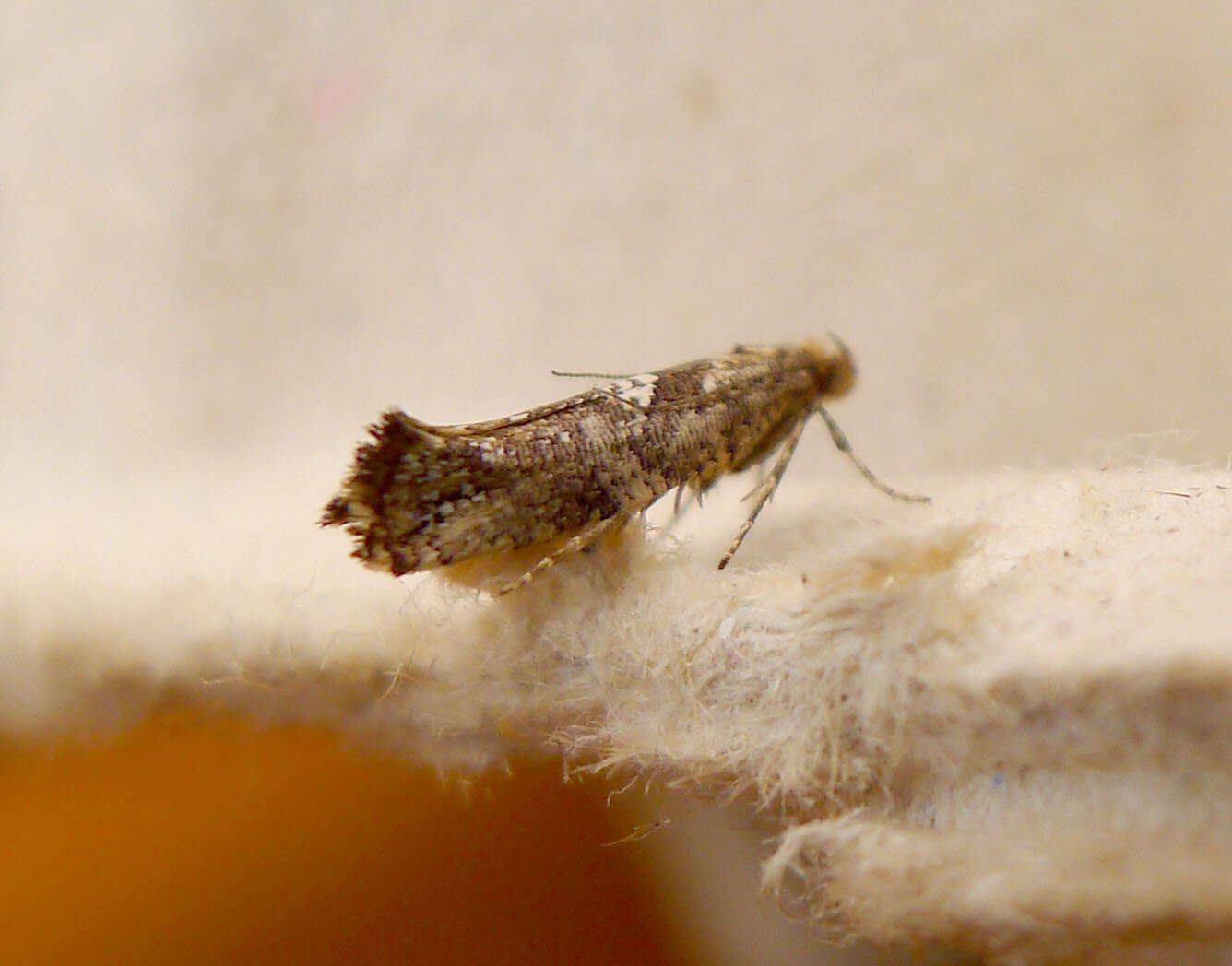 Слика од Acrolepiopsis assectella