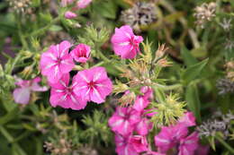 Sivun Phlox pilosa L. kuva