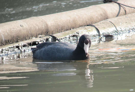 Image of Fulica Linnaeus 1758