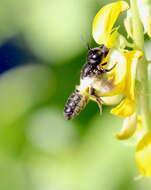 Image of Megachile disjunctiformis Cockerell 1911