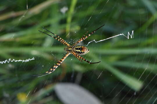 Image of Banded Argiope