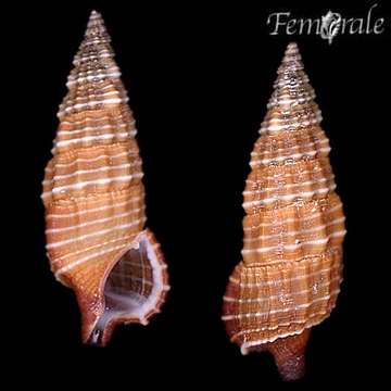 Image of Cerithiidae
