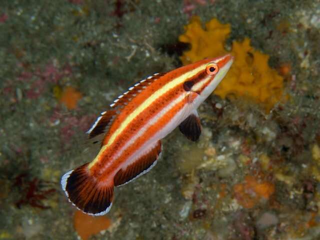 Image of Hogfish