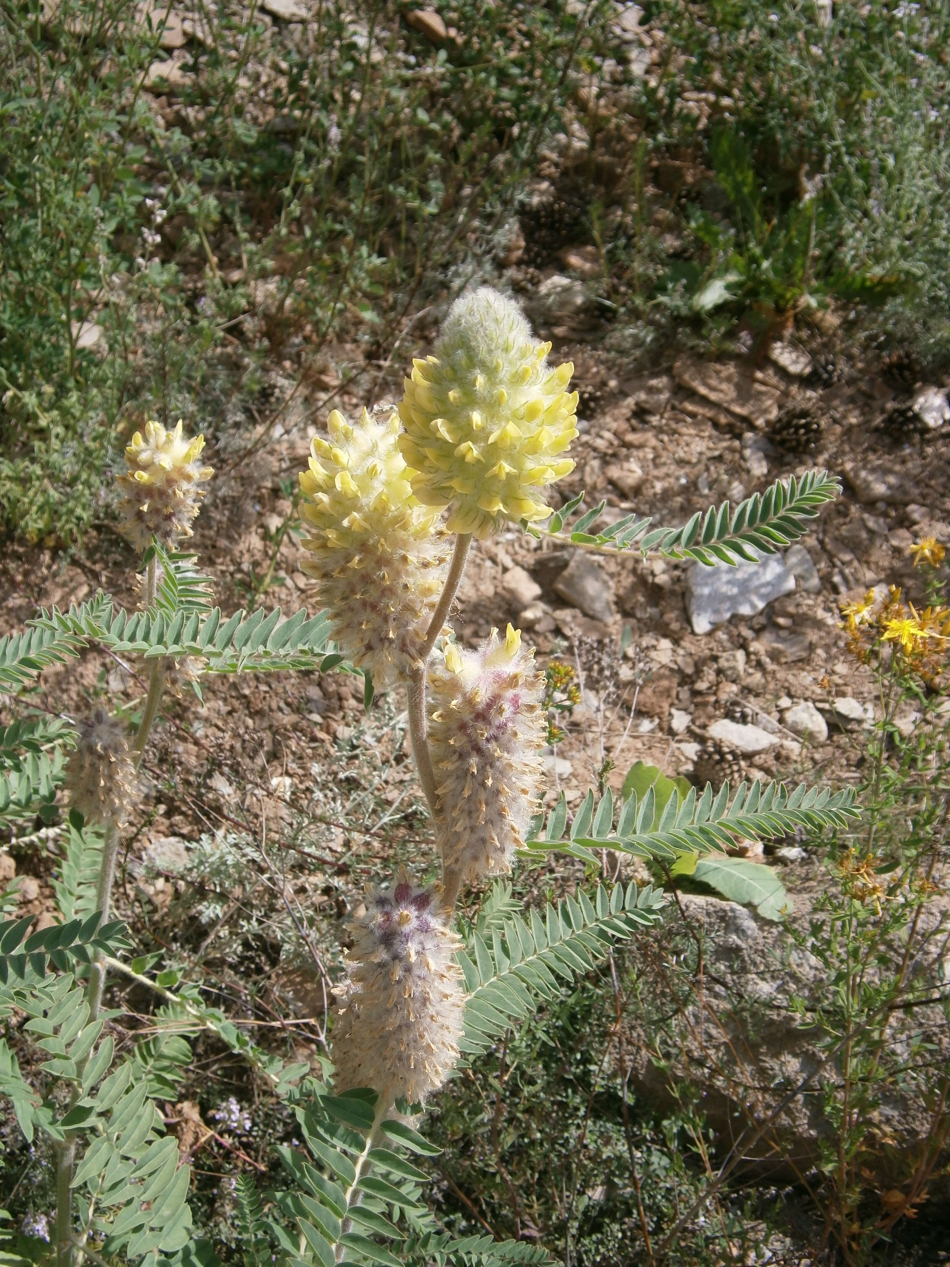Imagem de Astragalus alopecurus Pall. ex DC.