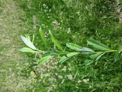 Image of creeping willow