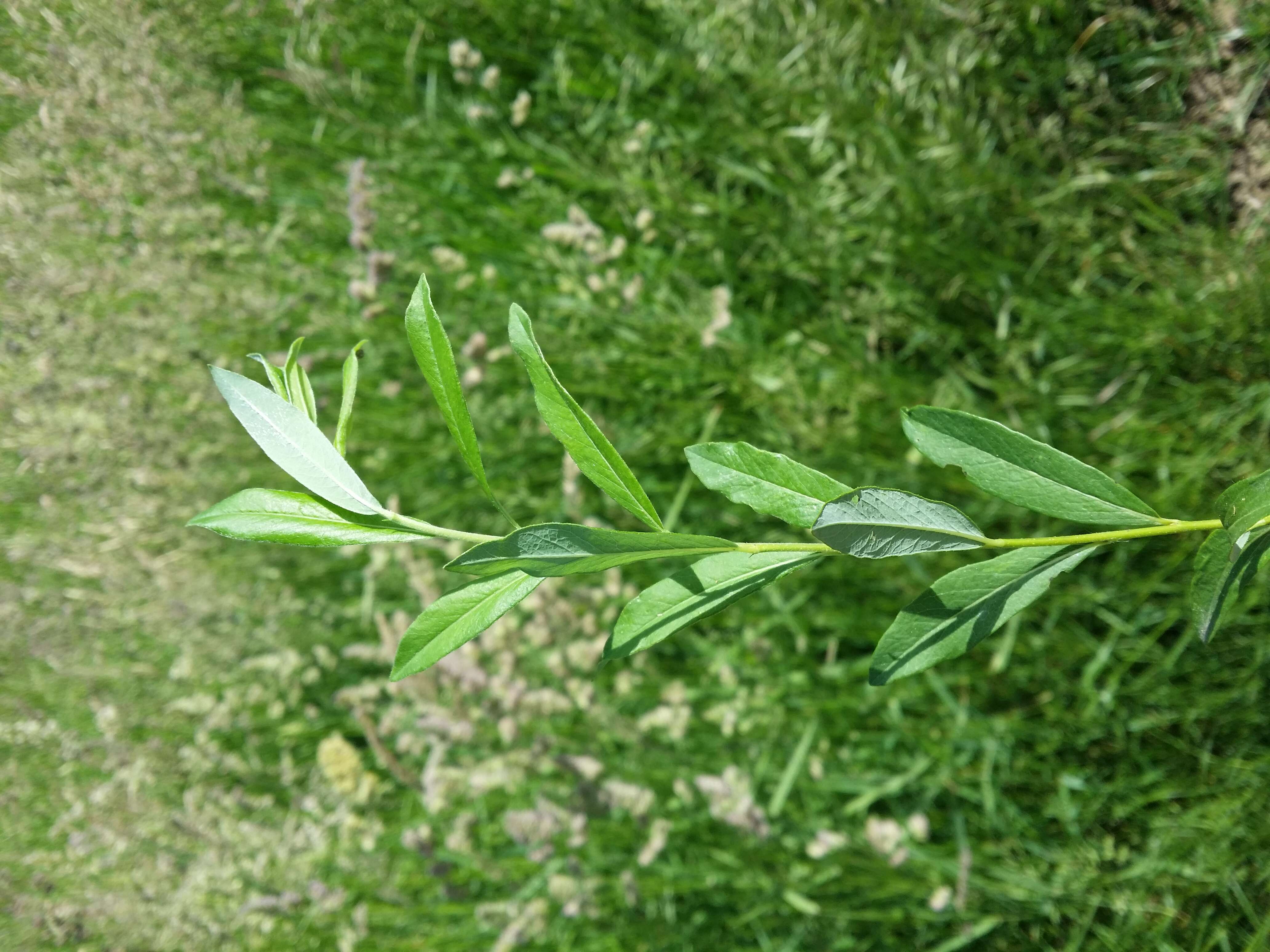 Image of creeping willow