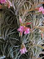 Image of Sucre Tillandsia