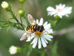 Imagem de Eristalis transversa Wiedemann 1830