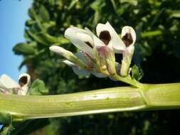 Image of Broad Bean