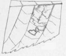 Image of Ectoedemia trinotata (Braun 1914) Wilkinson et al. 1981