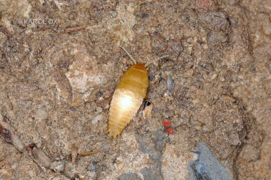 Image of subterranean silverfish