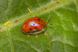 Imagem de Charidotella (Charidotella) sexpunctata (Fabricius 1781)