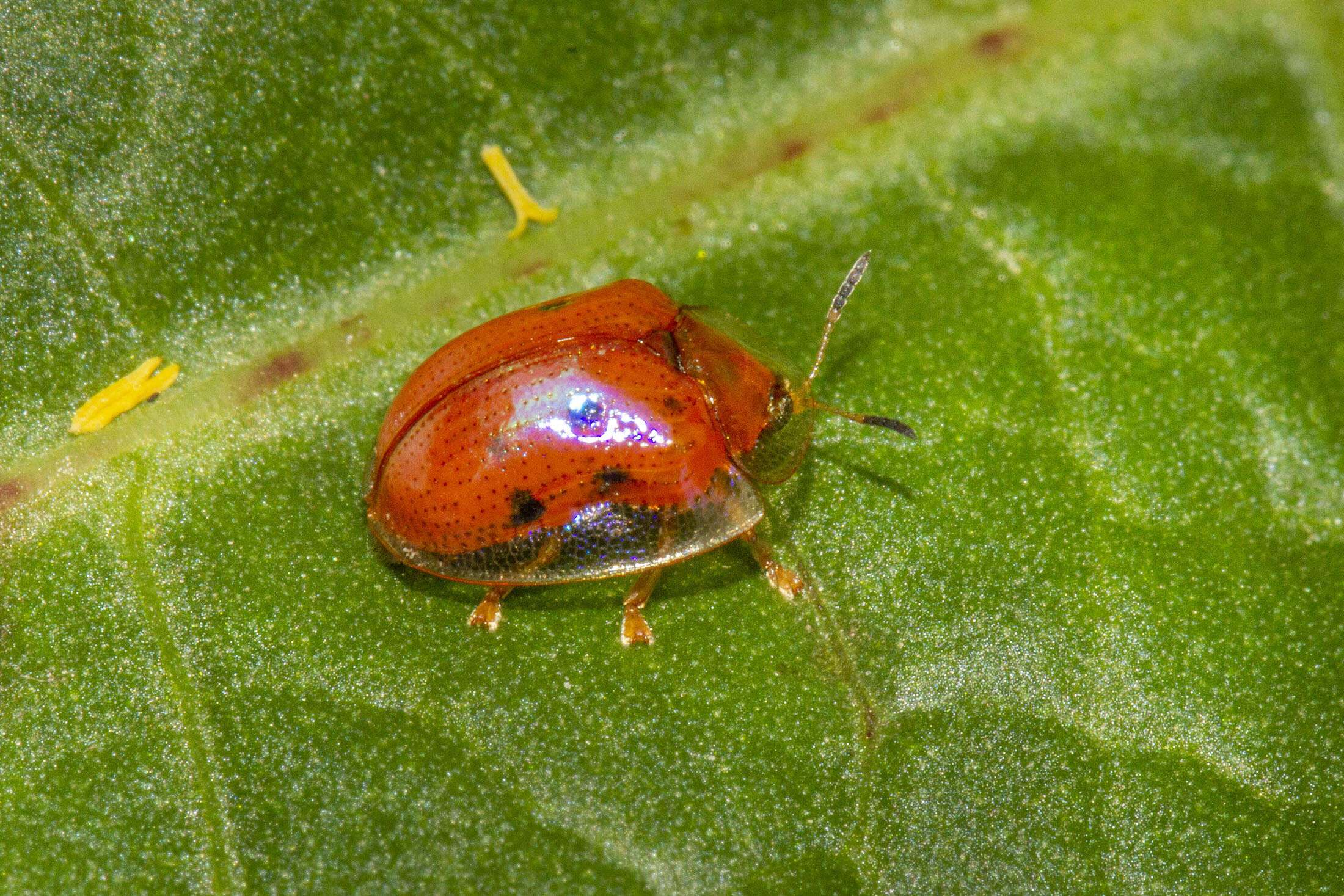 Imagem de Charidotella (Charidotella) sexpunctata (Fabricius 1781)