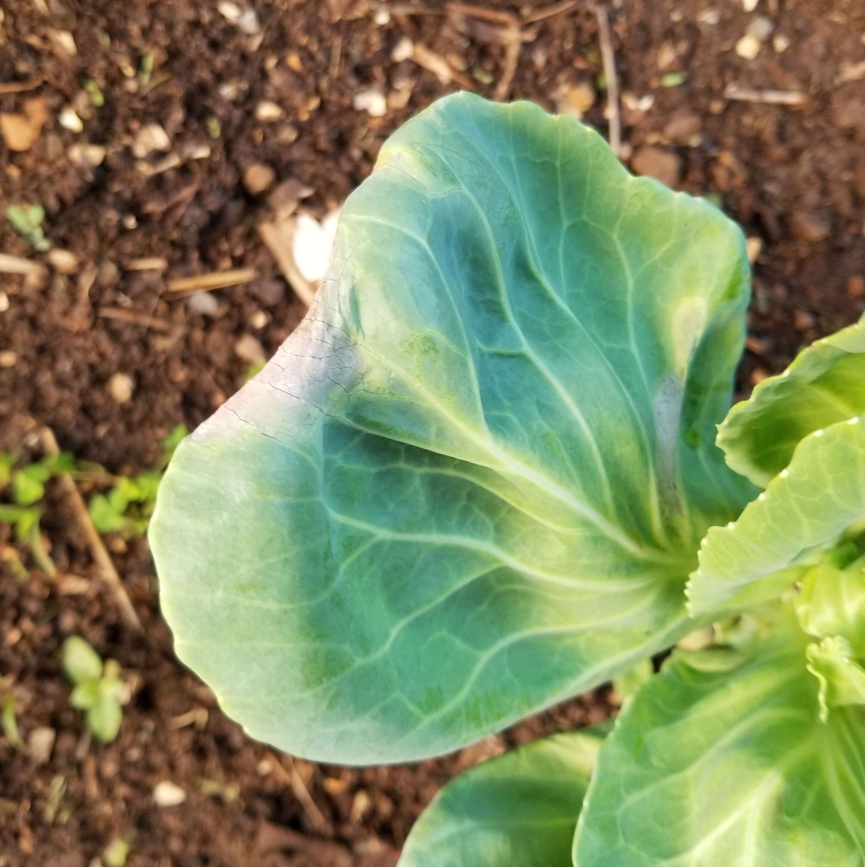 Image of white cabbage