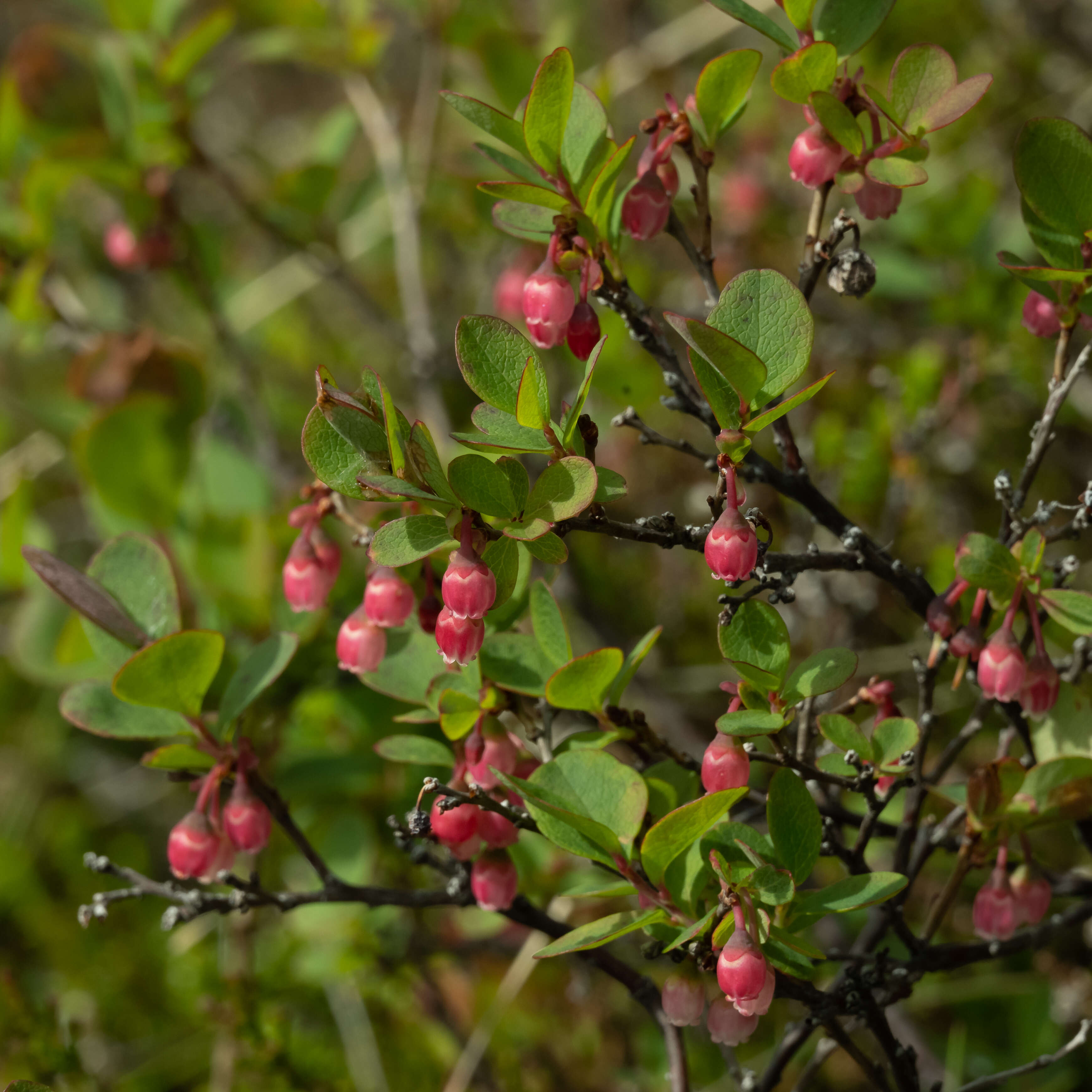 Image of alpine bilberry