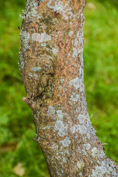 Слика од Carpinus laxiflora (Siebold & Zucc.) Blume