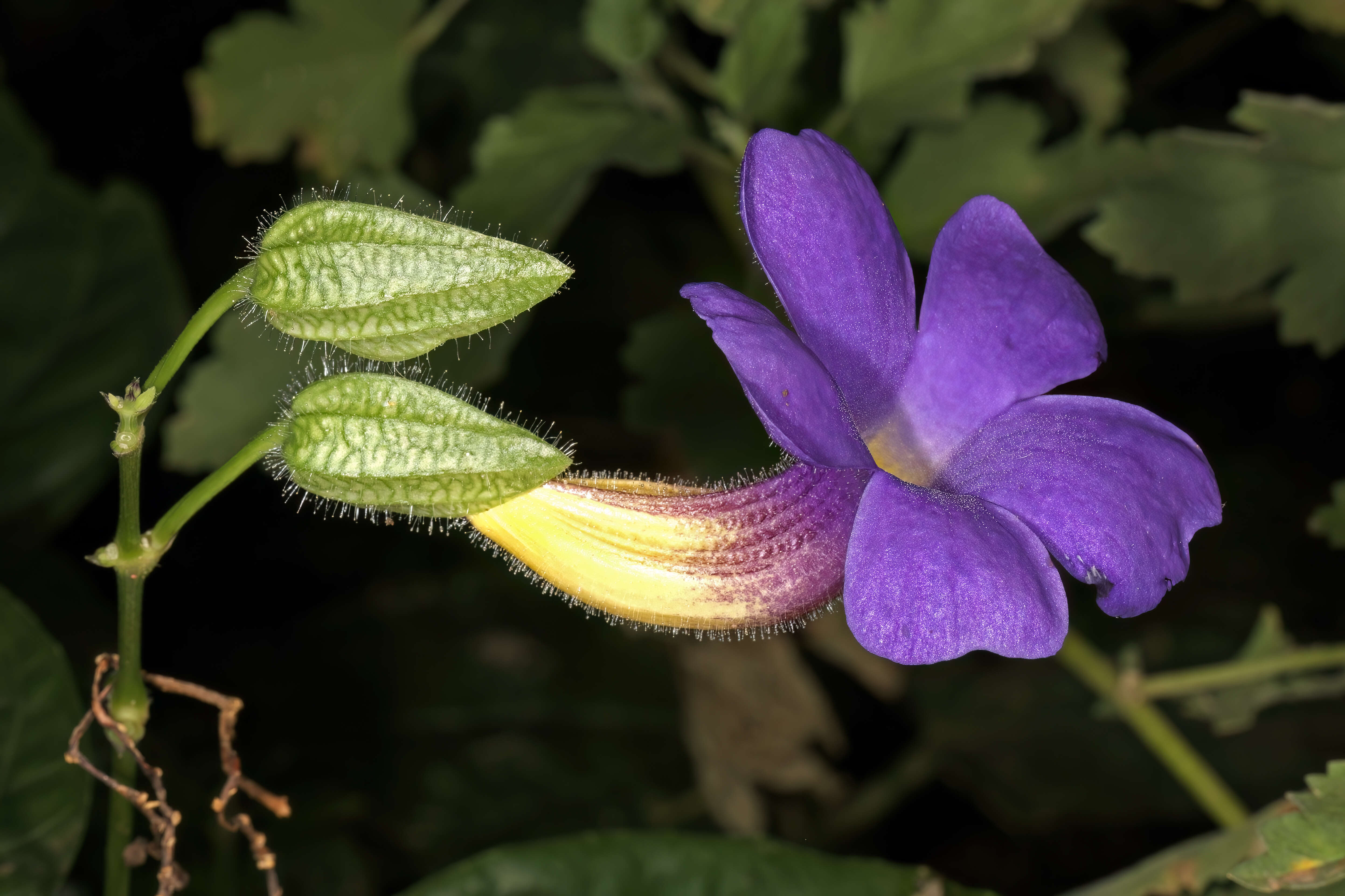 Image of Thunbergia battiscombei Turrill