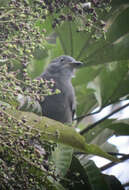 Image of Dusky Piha