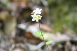 Imagem de Myosotis pottsiana (L. B. Moore) Meudt, Prebble, R. J. Stanley & Thorsen