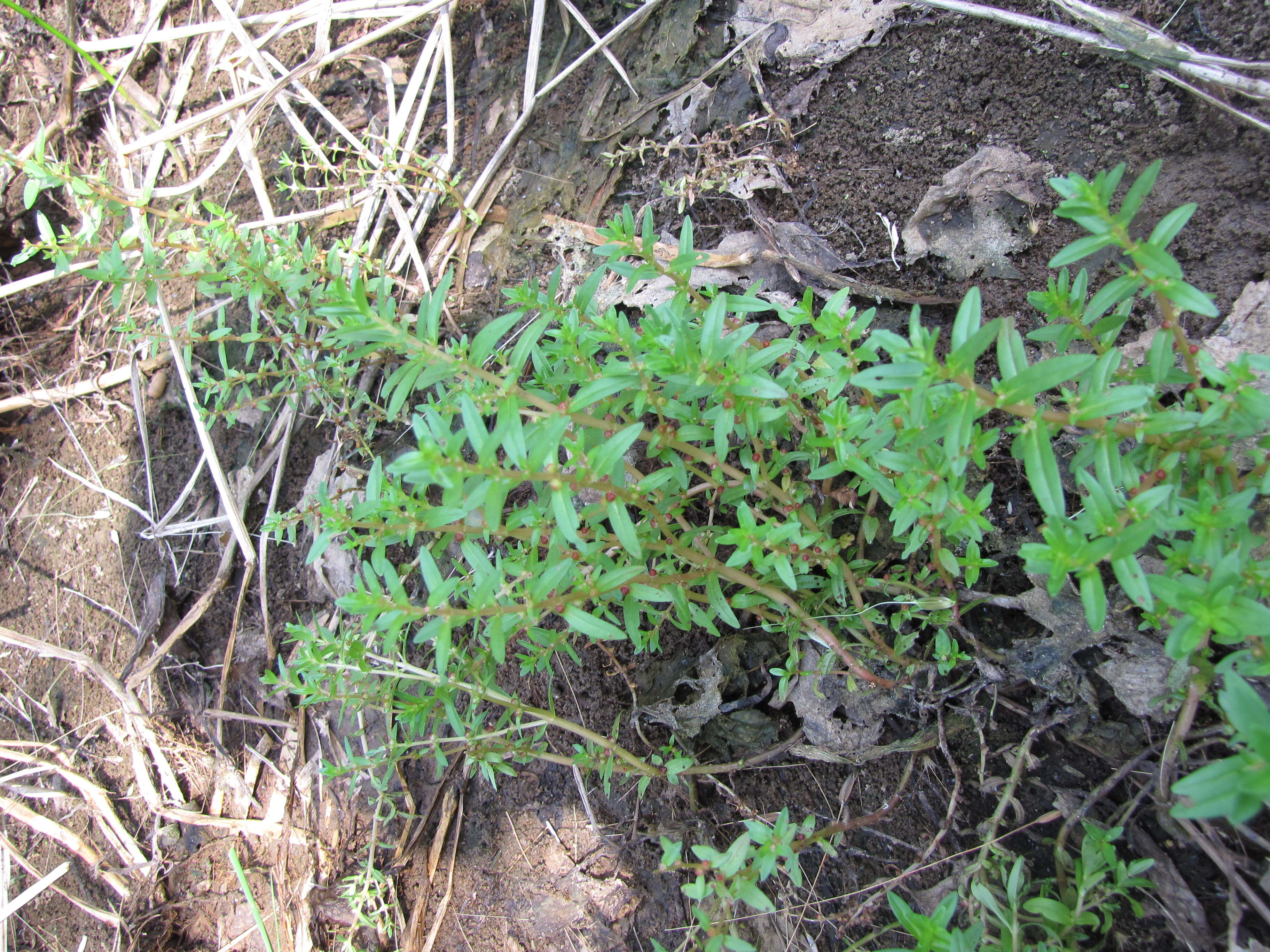 Image of rotala