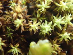 Image of zygodon moss