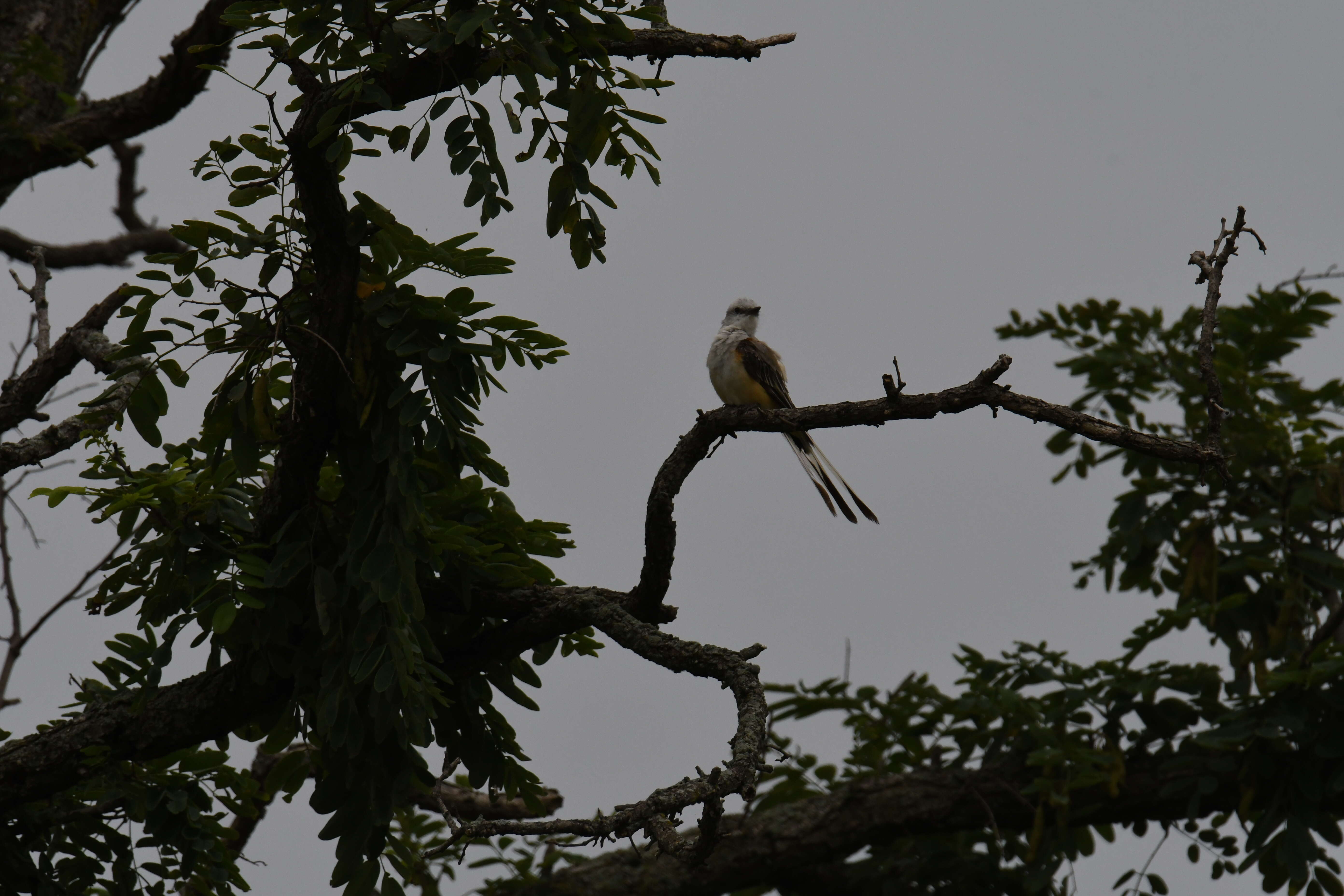 Image of Scissor-tailed Flycatcher