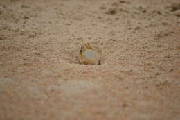 Image of Atlantic Ghost Crab