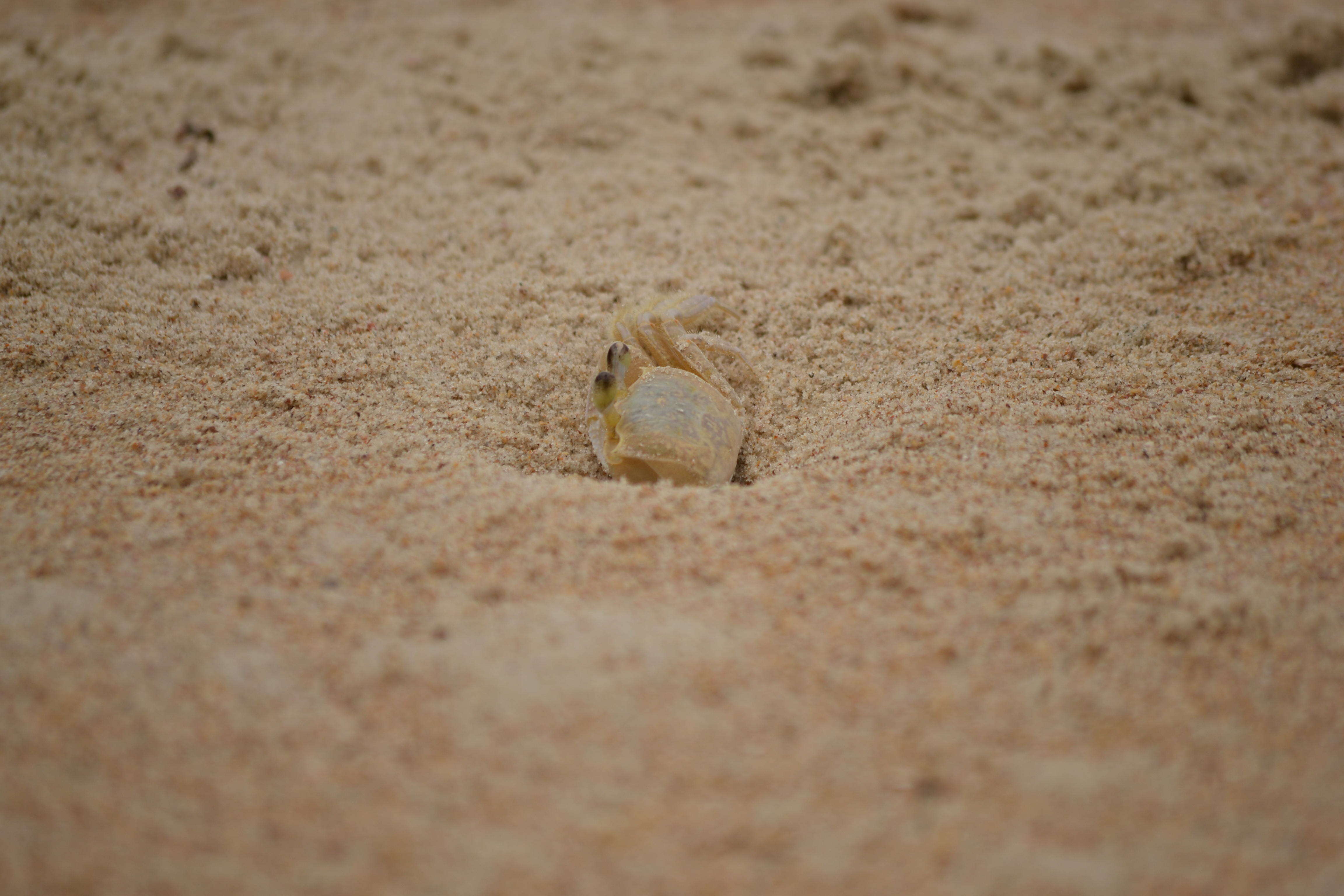 Image of Atlantic Ghost Crab