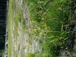 Image of Fine-leaved Water-dropwort