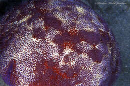 Image of Cushion star