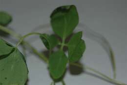 Image of Tropaeolum pentaphyllum Lam.