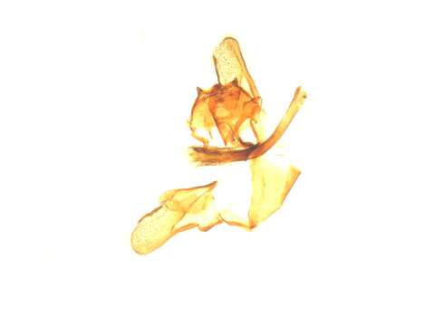 Image of Lampronia pubicornis Haworth 1828