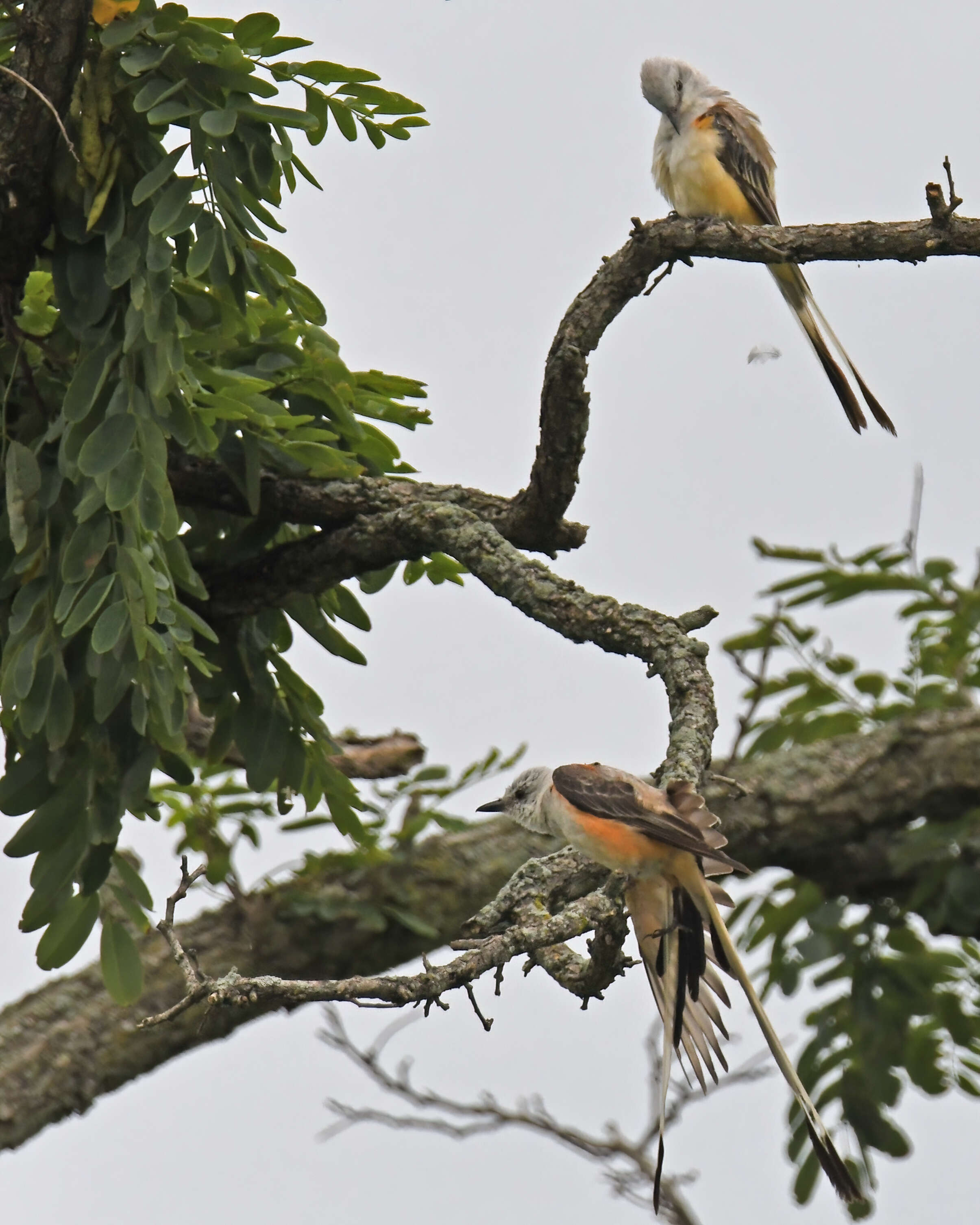 Image of Scissor-tailed Flycatcher