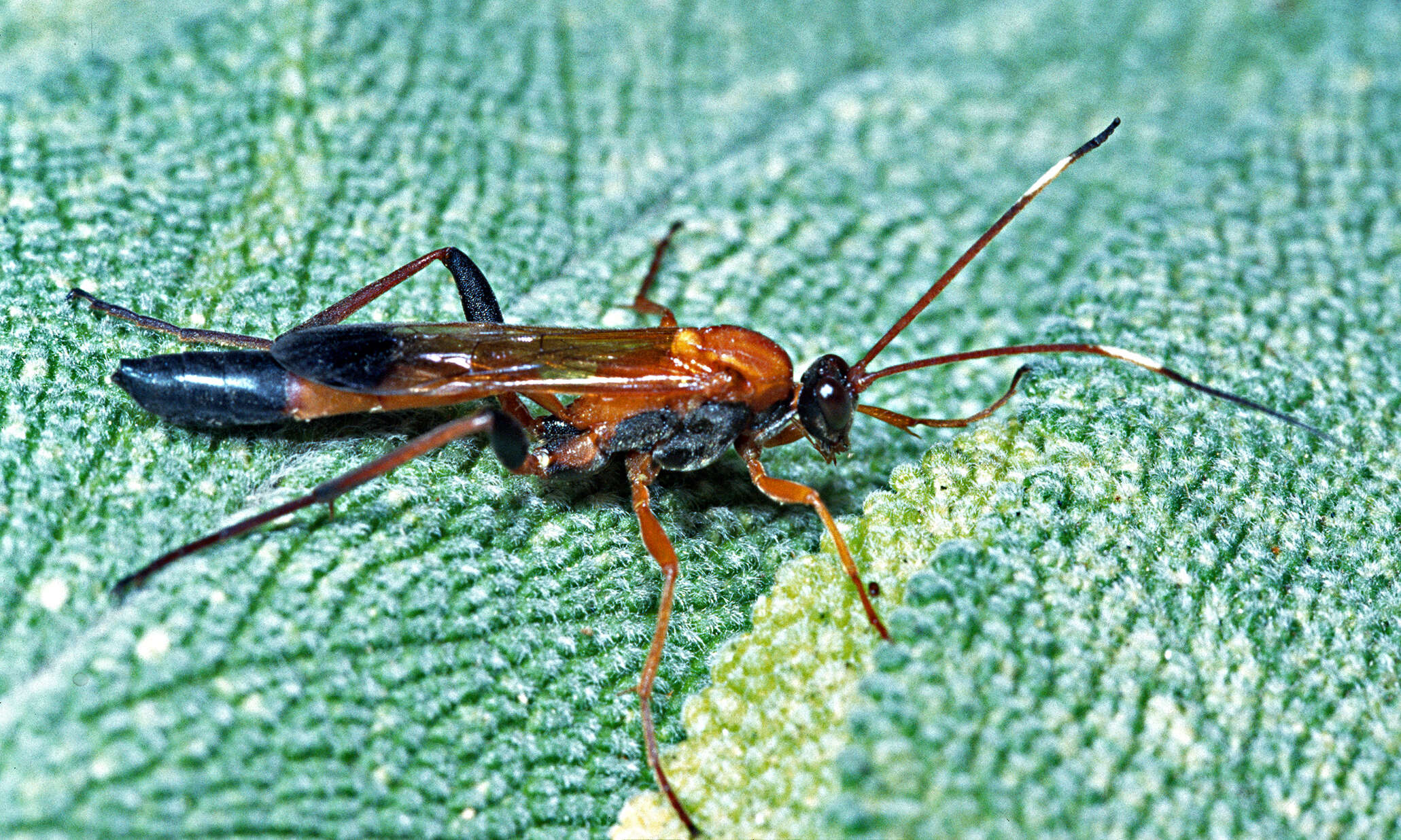 Image de Ctenochares bicolorus (Linnaeus 1767)