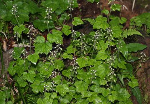 Image of Tiarella polyphylla D. Don