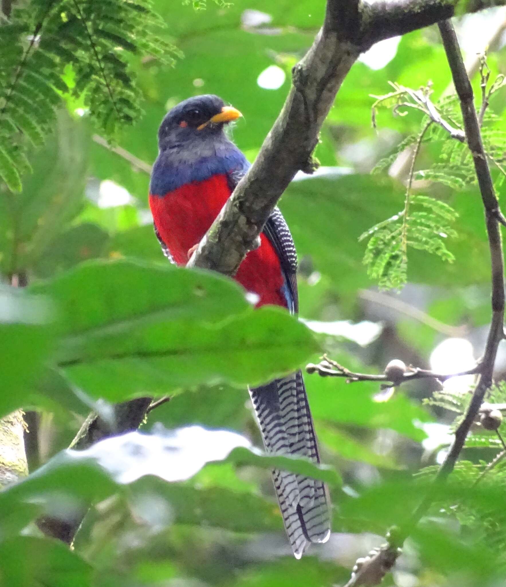 Image of Bar-tailed Trogon