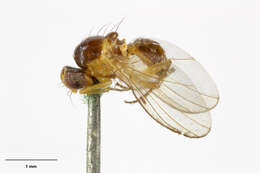 Phytoliriomyza resmi