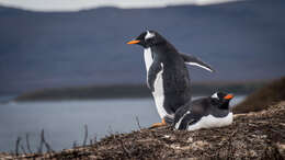 Image of Gentoo Penguin