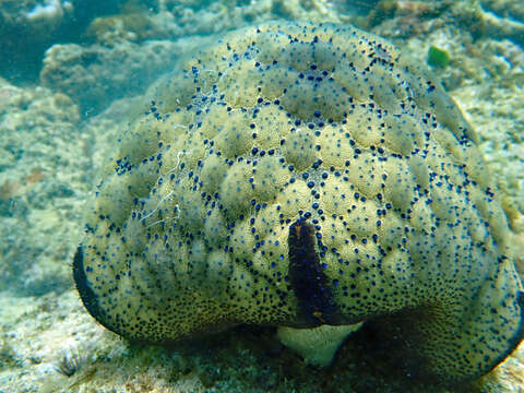 Image of Cushion star