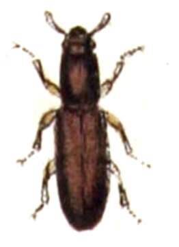 Image of Hypophlaeini Billberg 1820