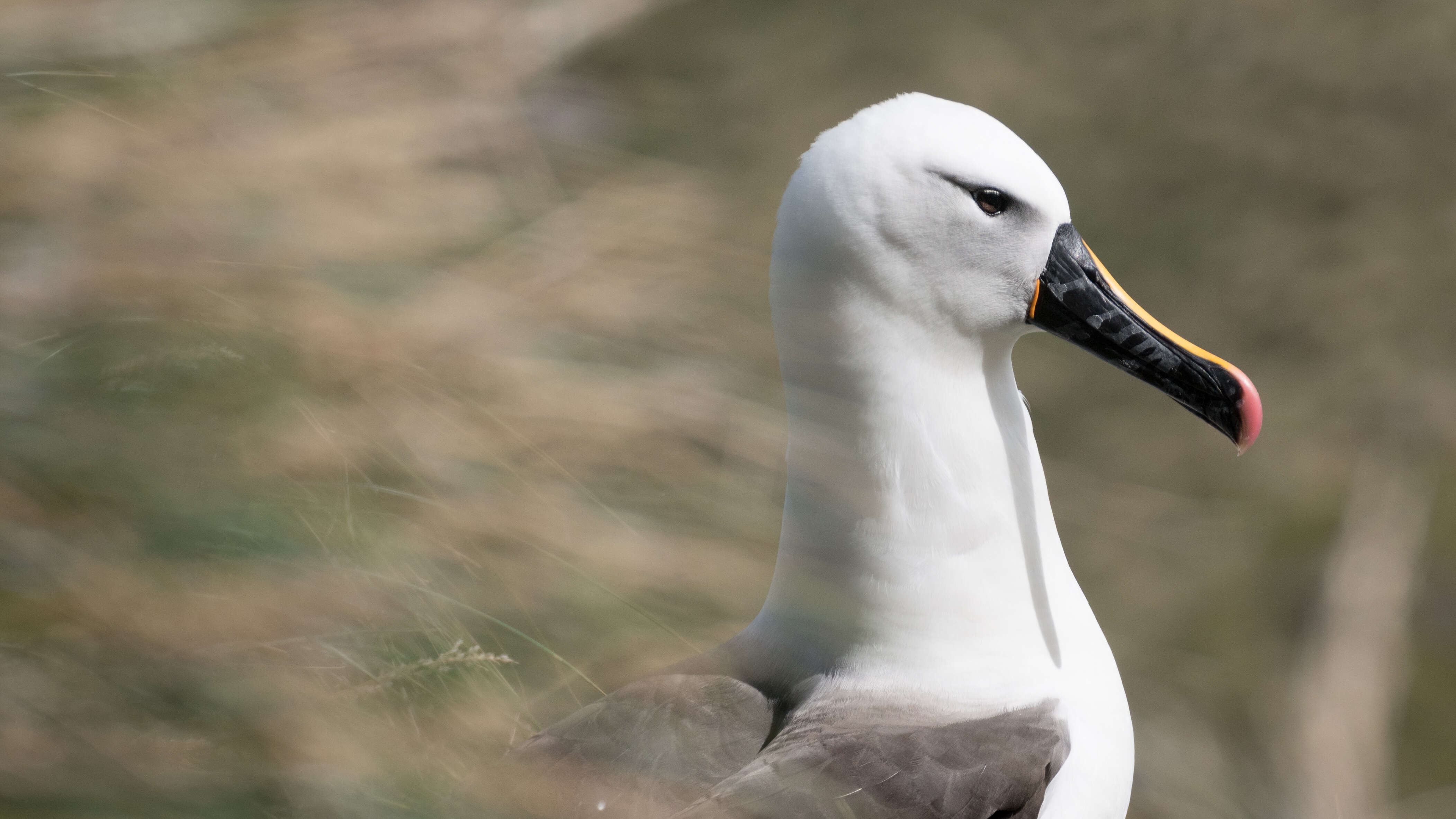 Image of Indian Yellow-nosed Albatross