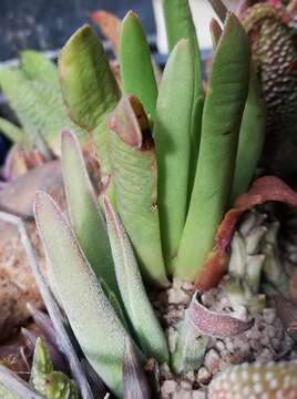 Image of Redleaf crassula