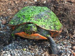 Pseudemys rubriventris (Le Conte 1830) resmi