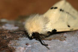 Spilosoma lutea Hüfnagel 1766 resmi