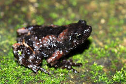 Uperodon montanus (Jerdon 1853)的图像
