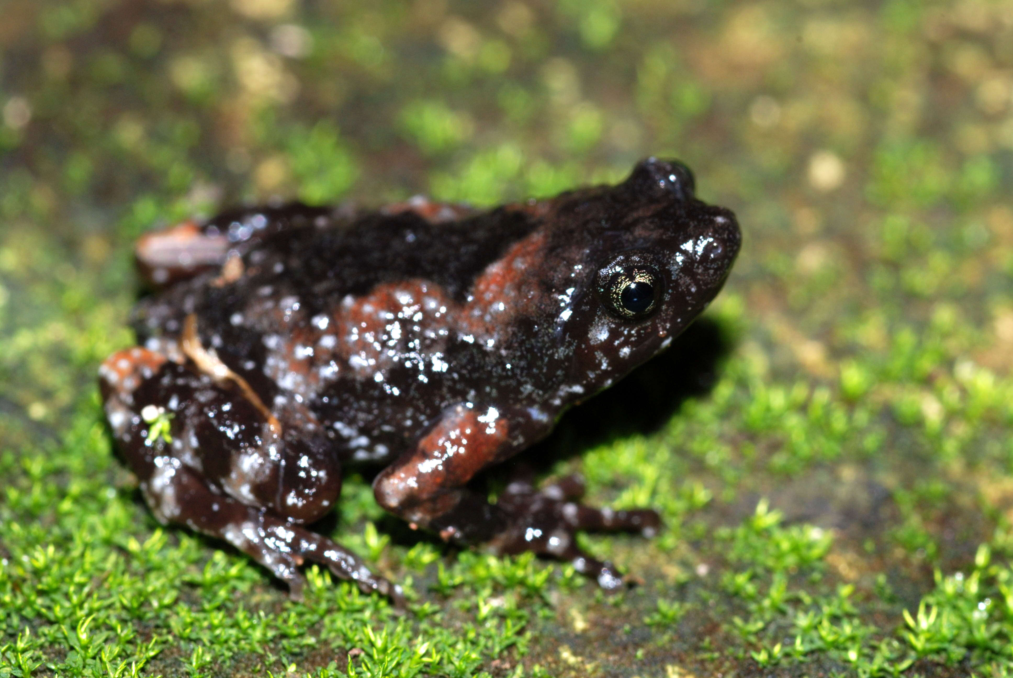 Uperodon montanus (Jerdon 1853)的图像