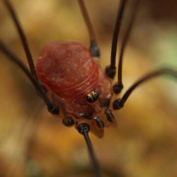 Image of Leiobunum blackwalli